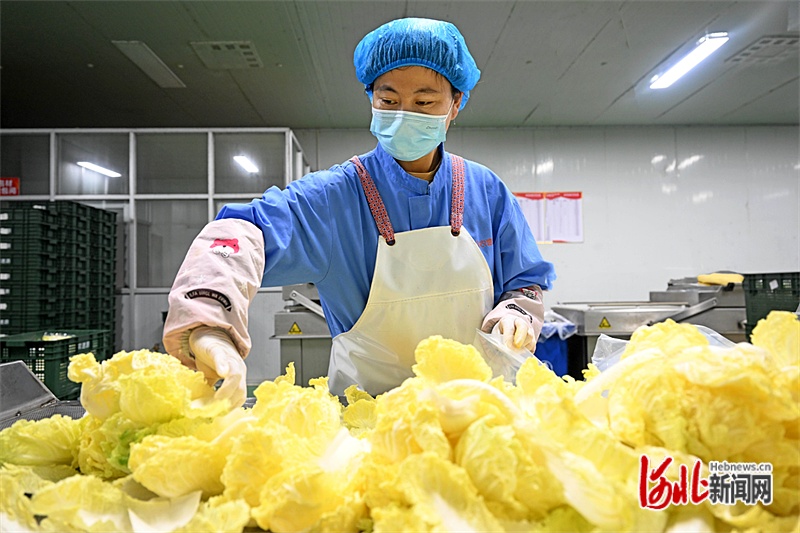牢记嘱托 感恩奋进 奋力谱写中国式现代化建设河北篇章丨“河北净菜”进京记(图1) 牢记嘱托 感恩奋进 奋力谱写中国式现代化建设河北篇章丨“河北净菜”进京记(图1)
