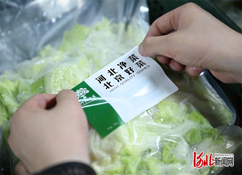 牢记嘱托 感恩奋进 奋力谱写中国式现代化建设河北篇章丨“河北净菜”进京记(图2) 牢记嘱托 感恩奋进 奋力谱写中国式现代化建设河北篇章丨“河北净菜”进京记(图2)